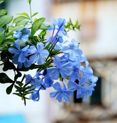 藍(lán)雪花怎么養(yǎng)？藍(lán)雪花的圖片【圖】