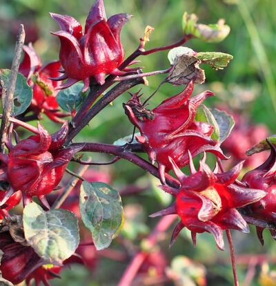 洛神花能減肥嗎？洛神花食用正確的方法【圖】