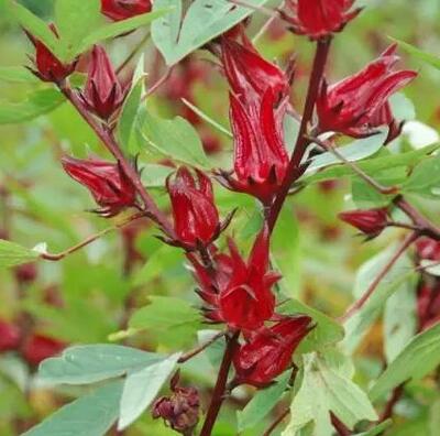 洛神花能減肥嗎？洛神花食用正確的方法【圖】