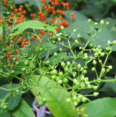 中藥有奇效!跌打損傷就用接骨草【圖】