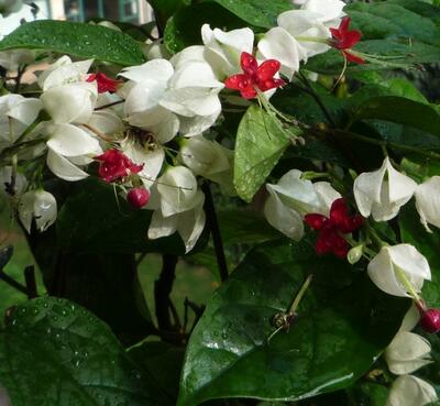 龍吐珠的寓意？龍吐珠有沒有毒？【圖】