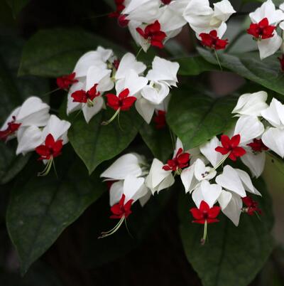 龍吐珠的寓意？龍吐珠有沒有毒？【圖】