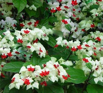 龍吐珠的寓意？龍吐珠有沒有毒？【圖】