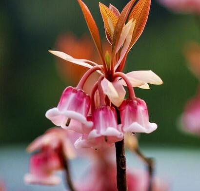 吊鐘花的藥用價(jià)值？吊鐘花的圖片欣賞【圖】