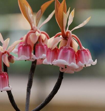 吊鐘花的藥用價(jià)值？吊鐘花的圖片欣賞【圖】