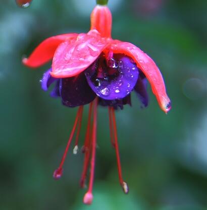 吊鐘花的藥用價(jià)值？吊鐘花的圖片欣賞【圖】