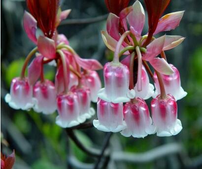 吊鐘花的藥用價(jià)值？吊鐘花的圖片欣賞【圖】