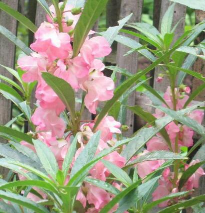 鳳仙花治療灰指甲？誤區(qū)還是真的？【圖】