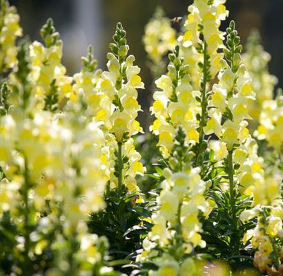 金魚草的花語？金魚草插花圖片？【圖】