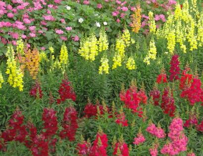 金魚草的花語？金魚草插花圖片？【圖】