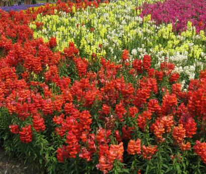 金魚草的花語？金魚草插花圖片？【圖】