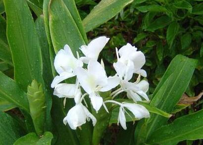 姜花的花語？姜花有毒嗎？【圖】