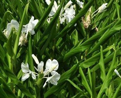 姜花的花語？姜花有毒嗎？【圖】