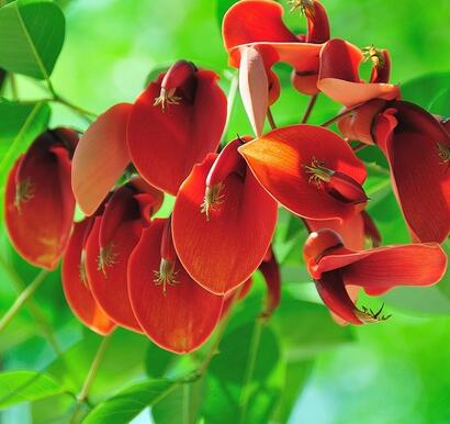 【如何養(yǎng)好雞冠刺桐】小編給您說道說道！