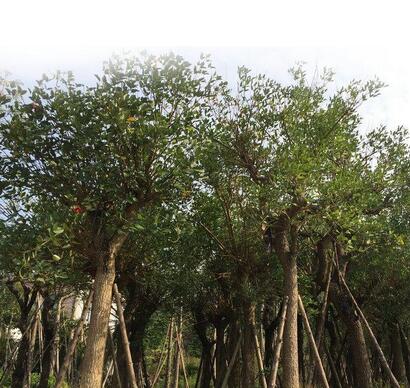 【如何養(yǎng)好雞冠刺桐】小編給您說道說道！