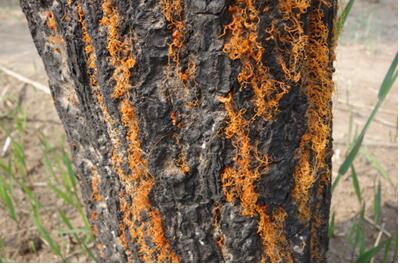 【如何養(yǎng)好雞冠刺桐】小編給您說道說道！