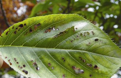 【如何養(yǎng)好雞冠刺桐】小編給您說道說道！