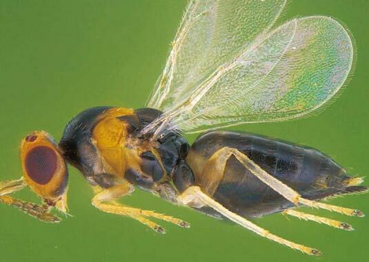 【如何養(yǎng)好雞冠刺桐】小編給您說道說道！