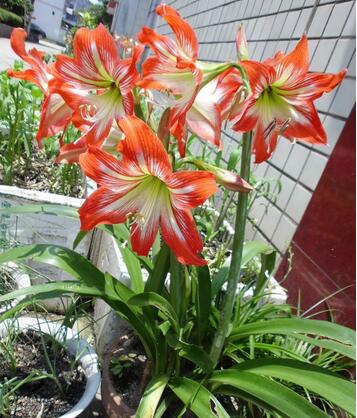 【朱頂紅有毒嗎】今天小編給您講解一下！