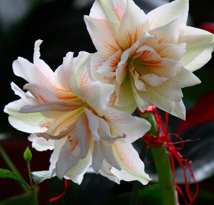 【朱頂紅有毒嗎】今天小編給您講解一下！