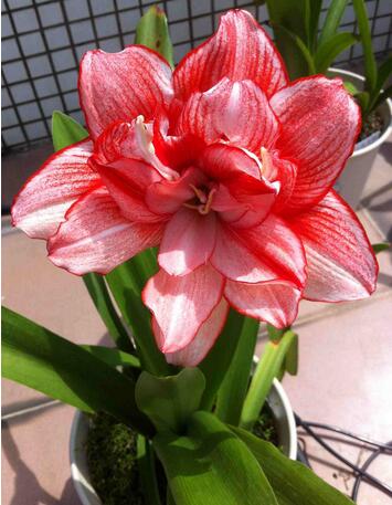 【朱頂紅有毒嗎】今天小編給您講解一下！