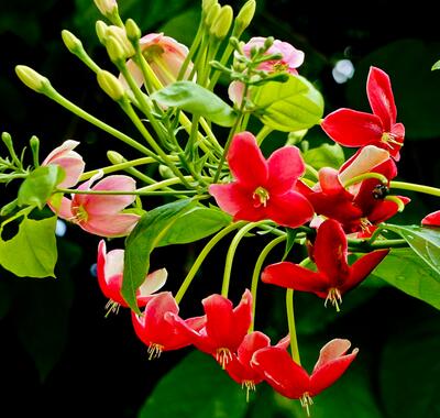 【使君子最有效的驅(qū)蛔藥】純天然驅(qū)蛔藥你知道嗎？