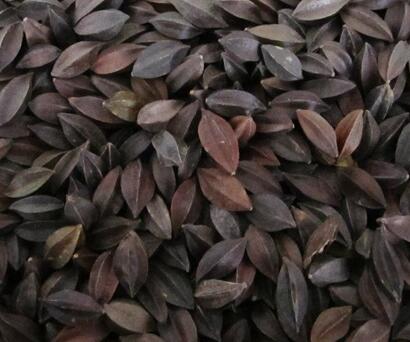 【使君子最有效的驅(qū)蛔藥】純天然驅(qū)蛔藥你知道嗎？