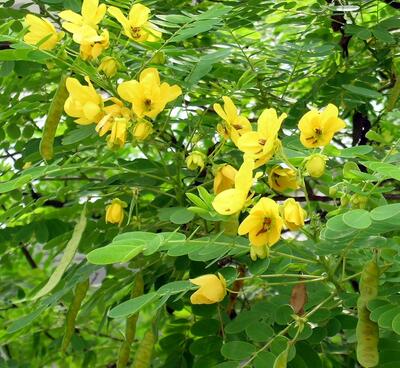 【黃槐與黃花槐有什么不同】有圖有真相！