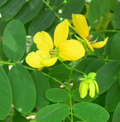 【黃槐與黃花槐有什么不同】有圖有真相！