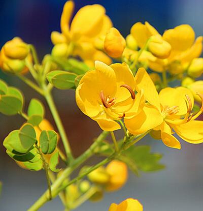 【黃槐與黃花槐有什么不同】有圖有真相！