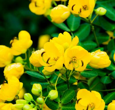 【黃槐與黃花槐有什么不同】有圖有真相！