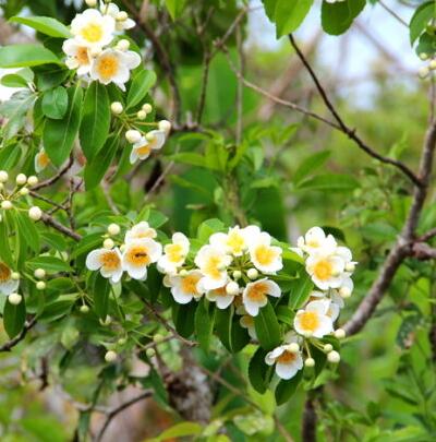 最?lèi)?ài)木荷之：木荷有毒嗎？木荷的價(jià)值！