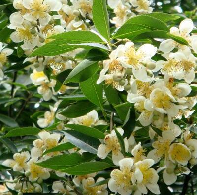 最?lèi)?ài)木荷之：木荷有毒嗎？木荷的價(jià)值！