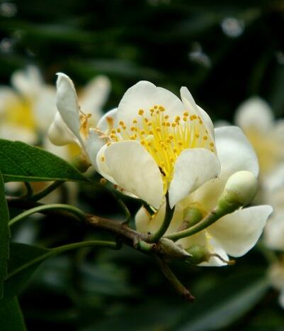 最?lèi)?ài)木荷之：木荷有毒嗎？木荷的價(jià)值！