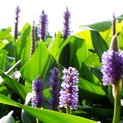 梭魚草越冬應怎樣處理？小編教教你！