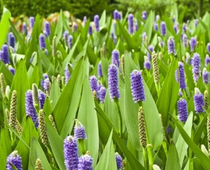 梭魚草越冬應怎樣處理？小編教教你！