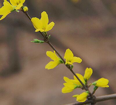 金鐘花與連翹的區(qū)別？圖文對比一看明了！