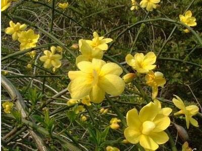 金鐘花與連翹的區(qū)別？圖文對比一看明了！