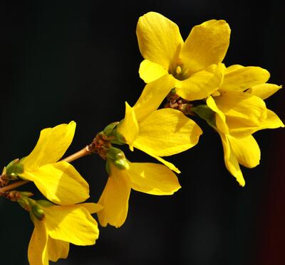 金鐘花與連翹的區(qū)別？圖文對比一看明了！