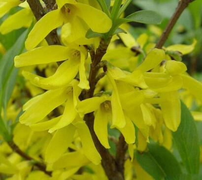 金鐘花與連翹的區(qū)別？圖文對比一看明了！