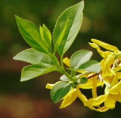 金鐘花與連翹的區(qū)別？圖文對比一看明了！