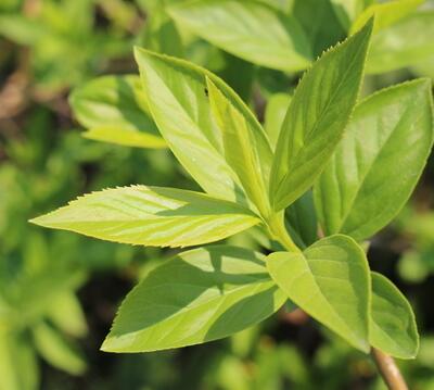 金鐘花與連翹的區(qū)別？圖文對比一看明了！