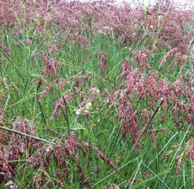 【貓尾草如何種植？】小編摘錄總結(jié)