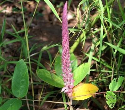 【貓尾草如何種植？】小編摘錄總結(jié)