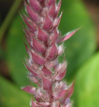 【貓尾草如何種植？】小編摘錄總結(jié)