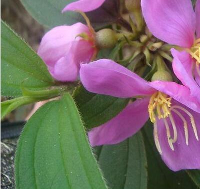 【毛稔和野牡丹的區(qū)別】小編給您一一對比