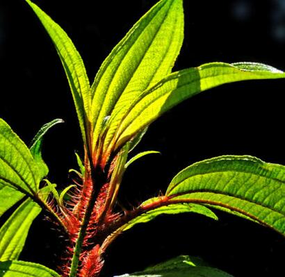 【毛稔和野牡丹的區(qū)別】小編給您一一對比