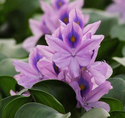 【鳳眼蓮怎么養(yǎng)】小細(xì)節(jié)你可知道?