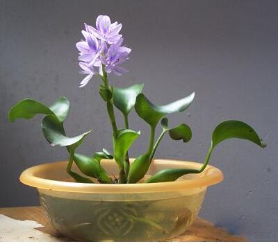 【鳳眼蓮怎么養(yǎng)】小細(xì)節(jié)你可知道?