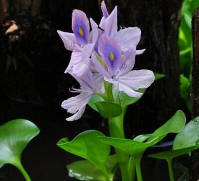 【鳳眼蓮怎么養(yǎng)】小細(xì)節(jié)你可知道?